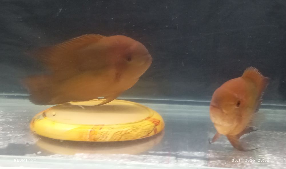 Винный бражник (пара)+1