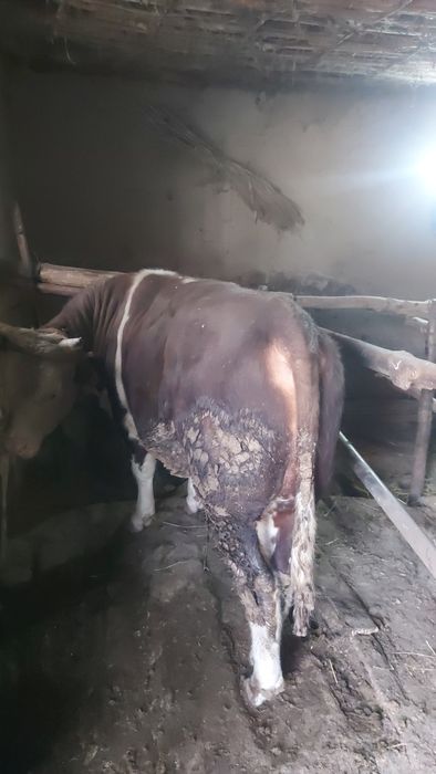 Ассалаумагалеикум