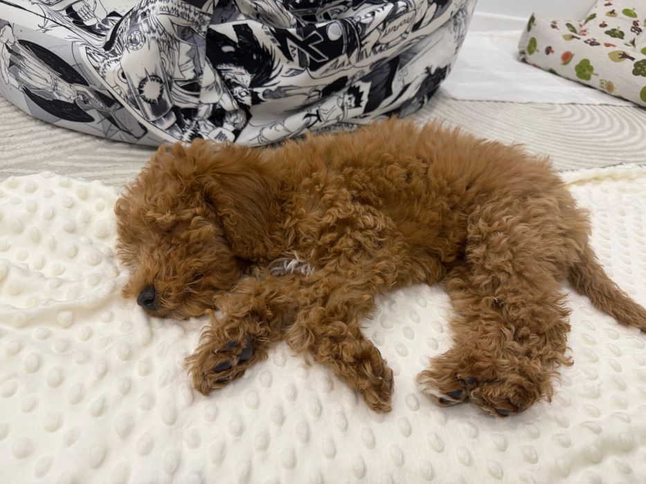 Продам той пуделя 4 месяца