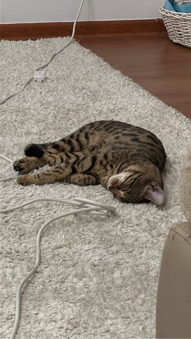 Отдам в добрые руки