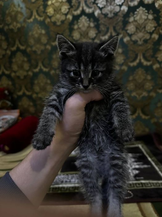 Mushuk xadyaga beriladi