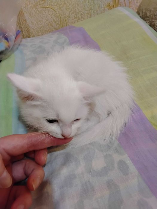 Котенок белый 1,5 месяца девочка