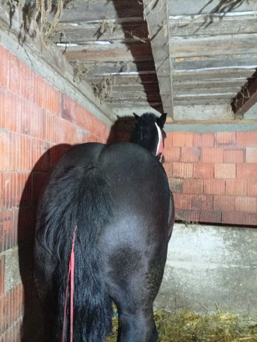 De vânzare mânz de doi ani și șapte luni