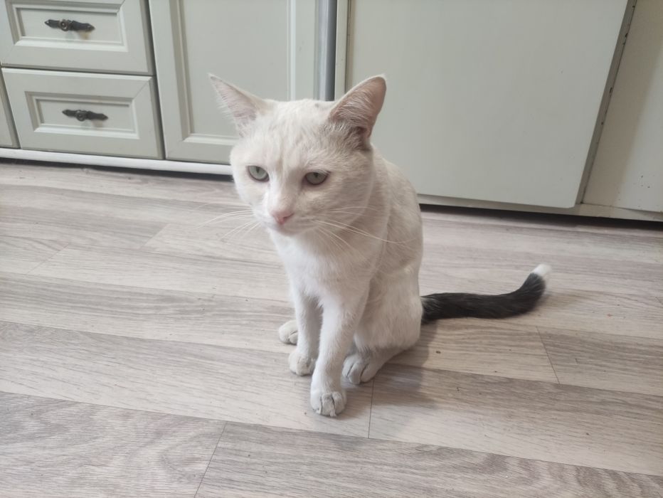 Отдам даром кота