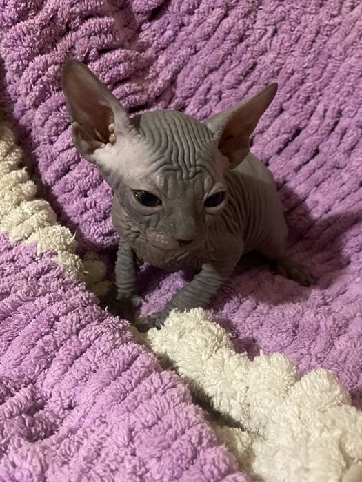 Очаровательные котята сфинкс