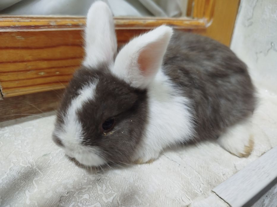 Assalomalekum quyon bolalari sotladi zottor quyon