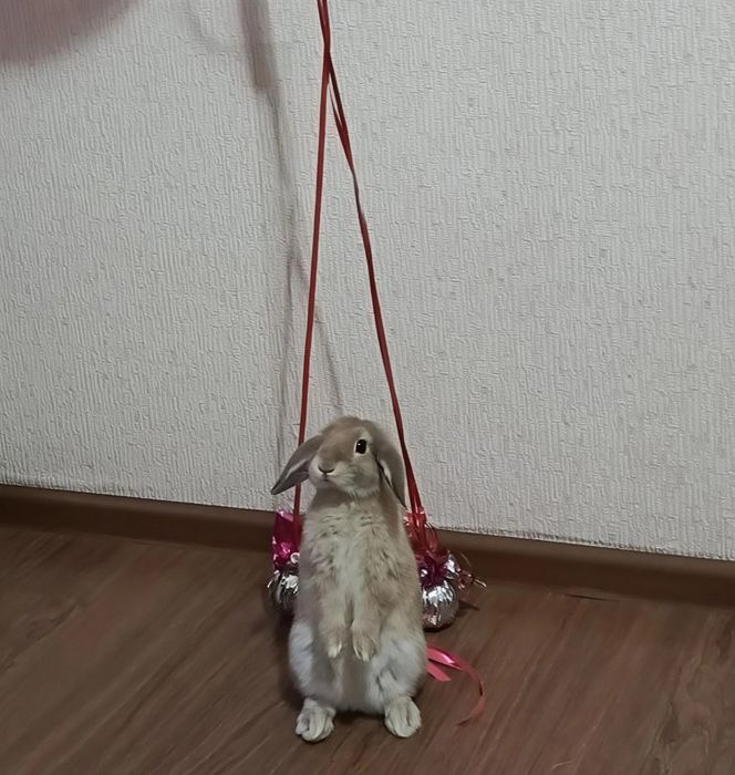 Декоративный кролик
