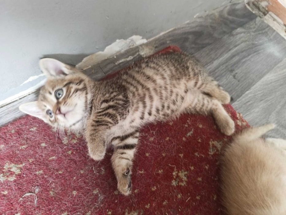 Отдам котят в добрые руки