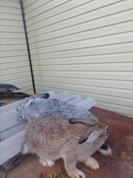 Продаются кролики