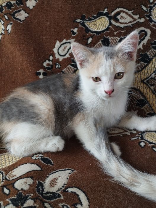 Отдам котят в добрые руки