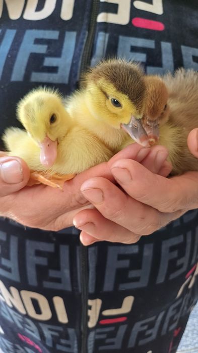 Индаутка балапаны