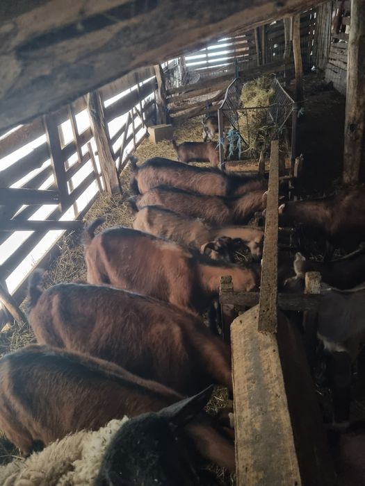 Capre alpin franceze de vânzare! 5 capre si un țap toate fără coarne!