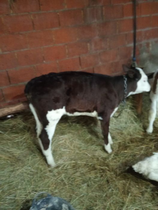 Vând 3 vițele  baltate