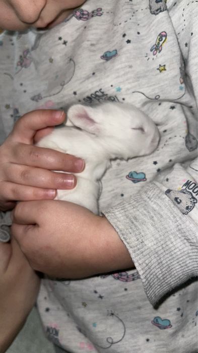 Декоративный кролик