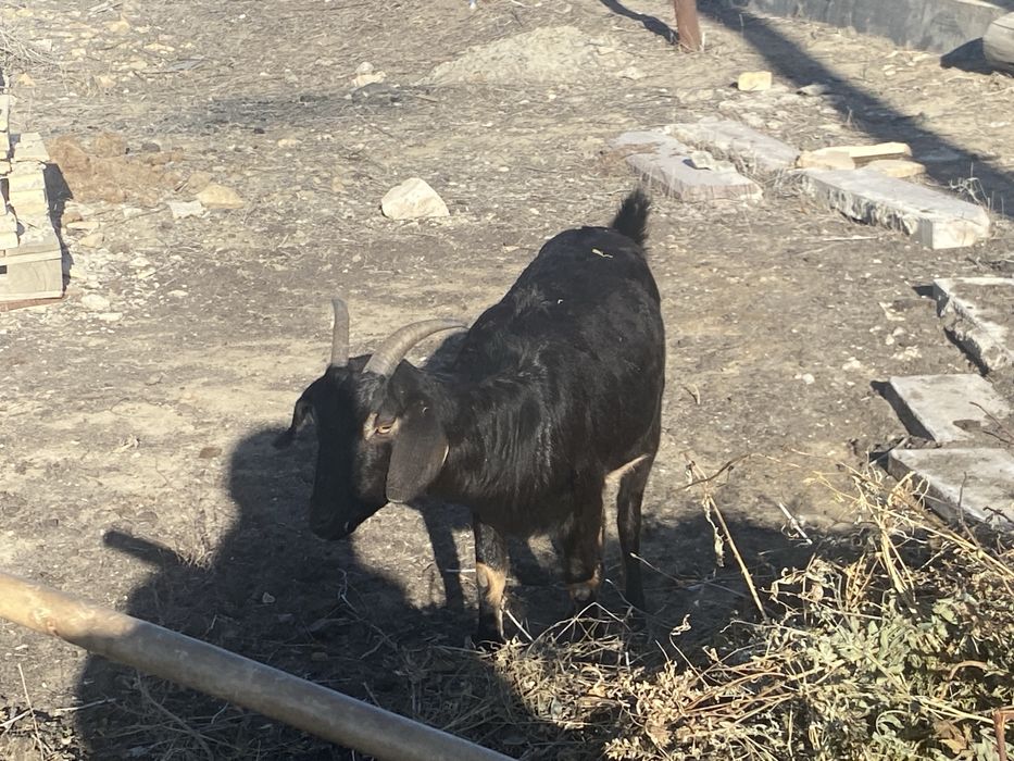 Нуби англо шыбыш 1 тума