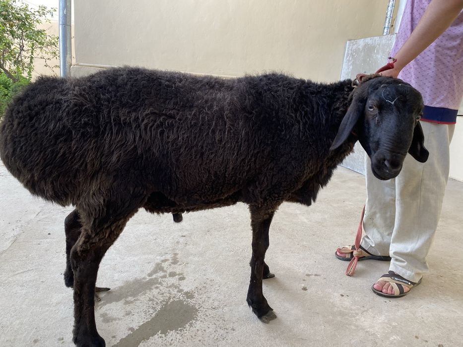 Қирғиз ҲИСОРИ қўйлар сотилади