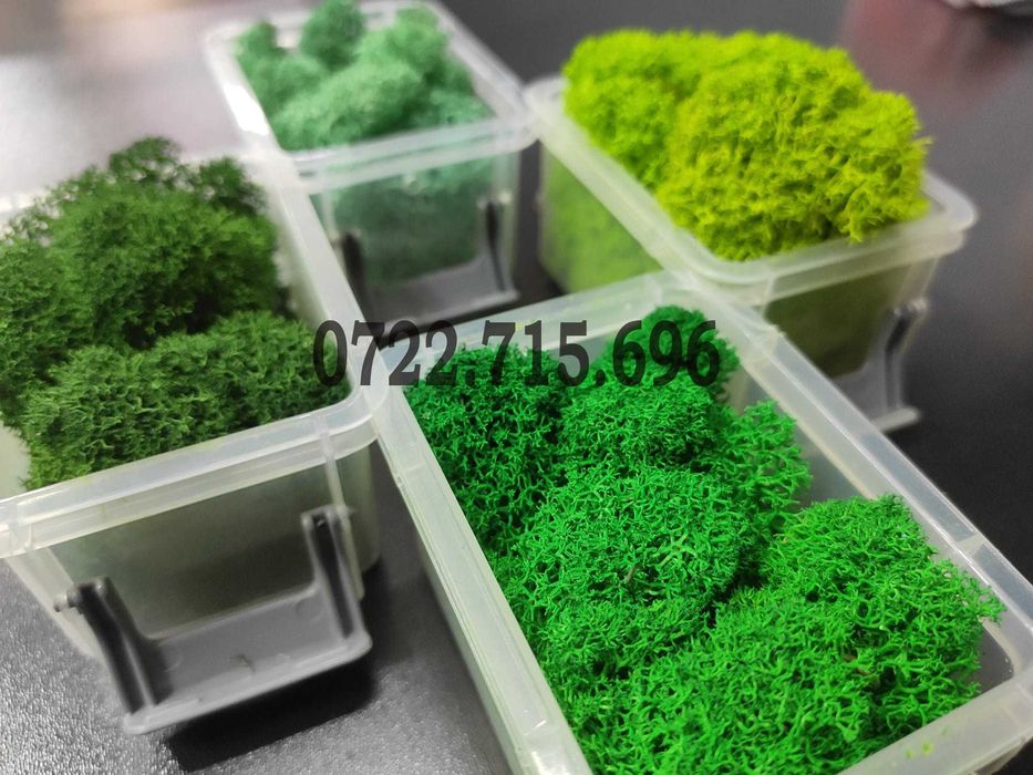 Licheni vrac  pret importator direct