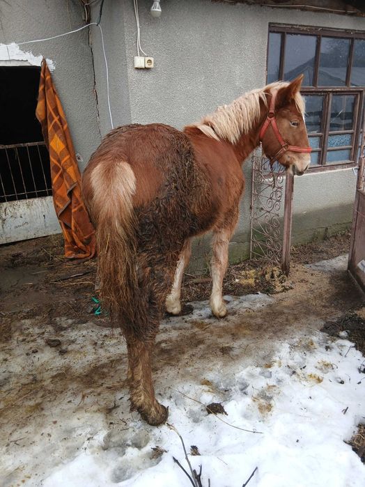 De vânzare mânza de 8 luni