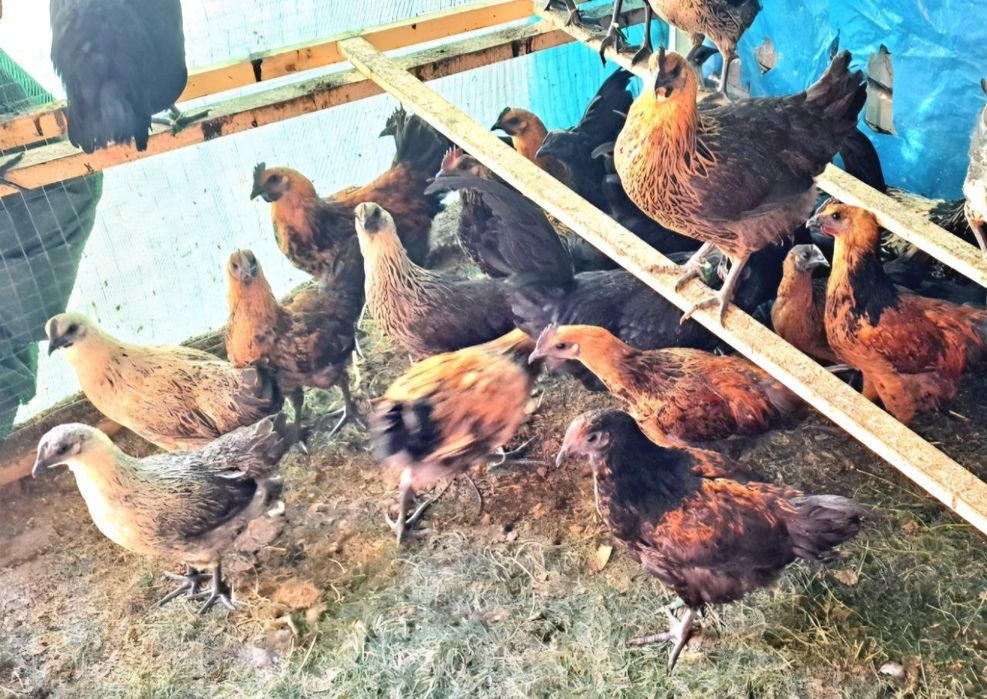 Lakenza tovuq tuhumlari