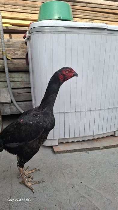 Дакан сатылады 3 штук