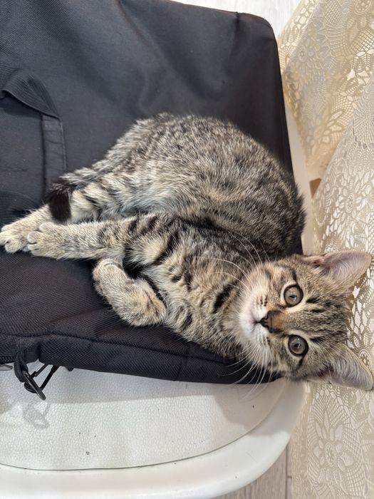 Пристраиваю котенка