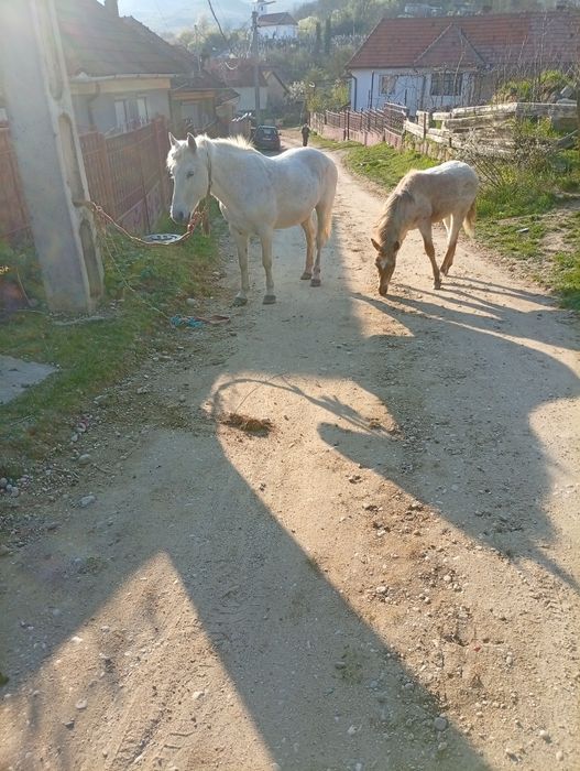 Vând iapă cu mânz