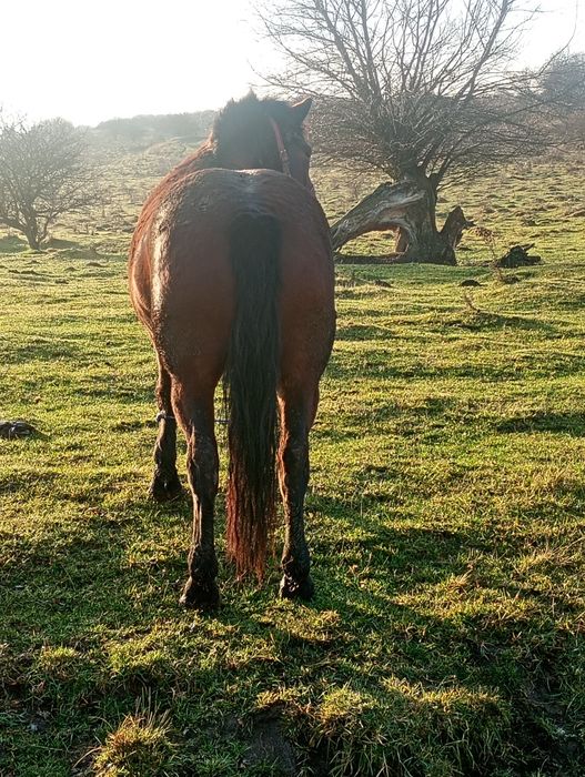 Vând iapa , are vârsta de 4