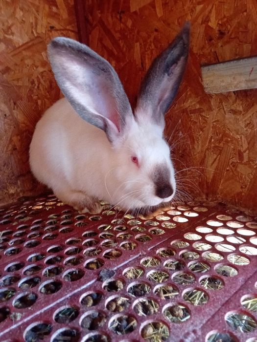 Uriaș de Transilvania