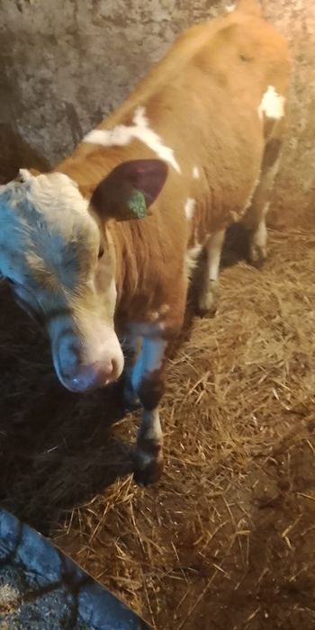 Vind o vacă cu vițel sau separat