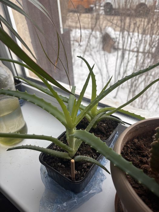 Цветы по 1000 распродажа