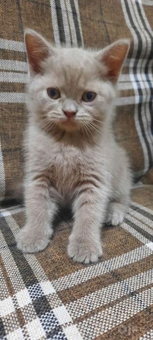 Продаётся котёнок скоттиш страйт