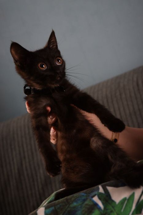 Отдам милых котят