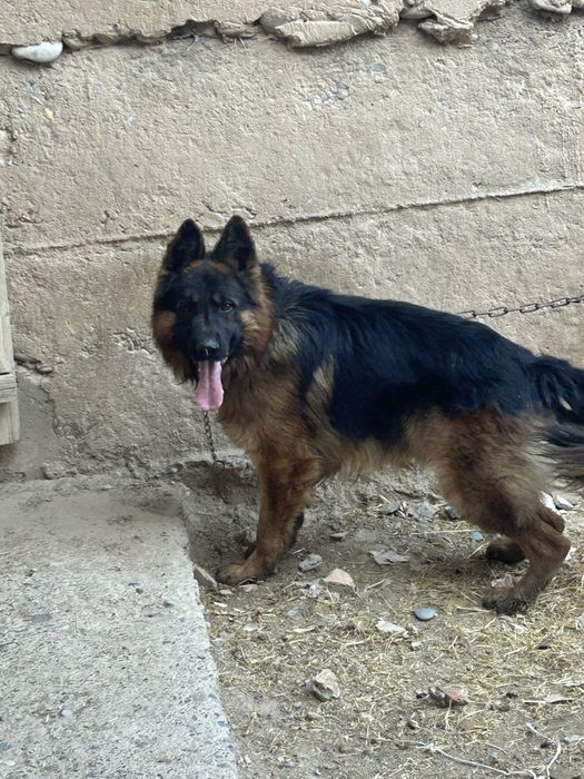 Вязка кобель немецкой овчарки