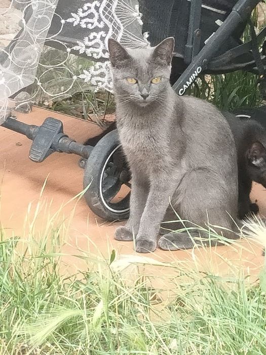 Отдам двух кошек