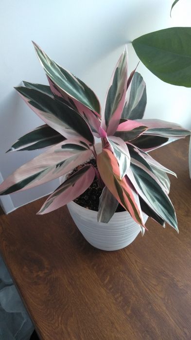 Продам строманту