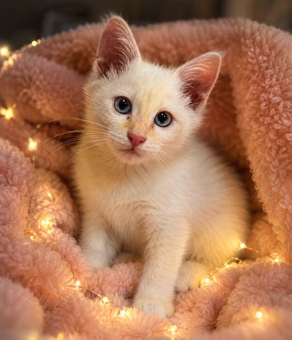 Котенок в добрые руки