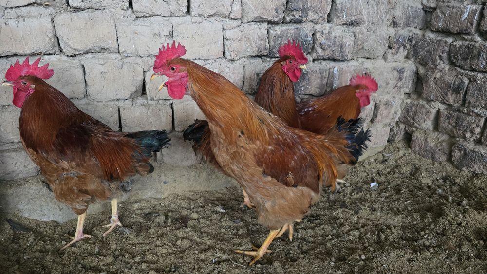 Кучин қораздары сатылады