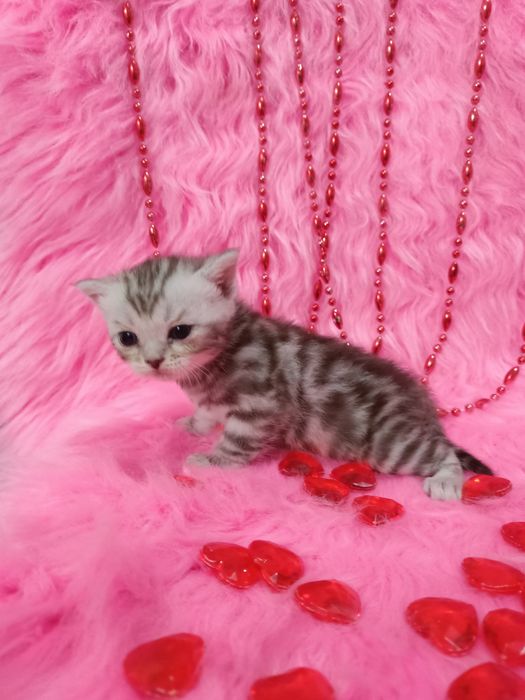 Продам котят девочек шотландка+бенгал