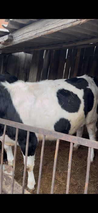 годовалые телачки