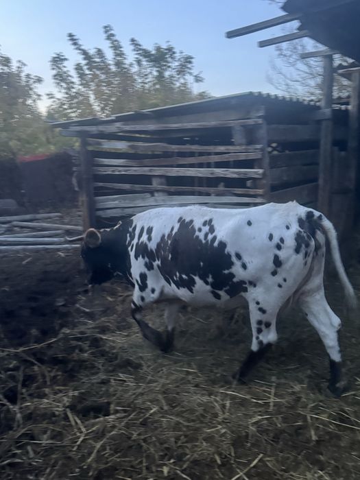 Продается корова