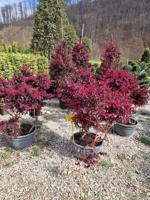 Plante Veșnic Verzi pentru Intimitate și Eleganță în Curte