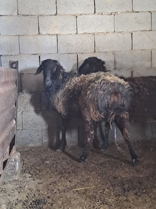 Гиссар токты кошмар.