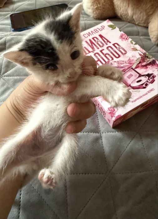 Подаряваме котета