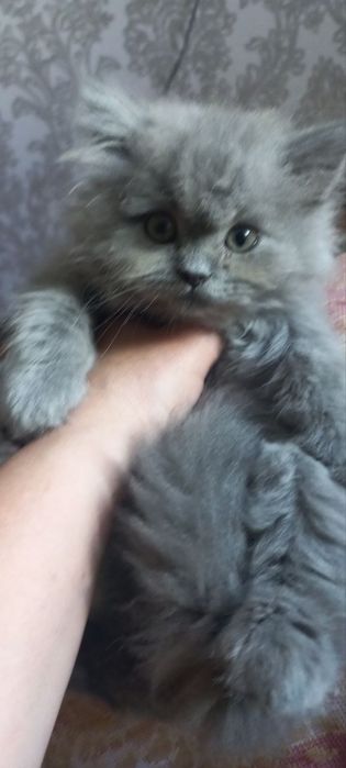 Чистый породы скотиш страйт