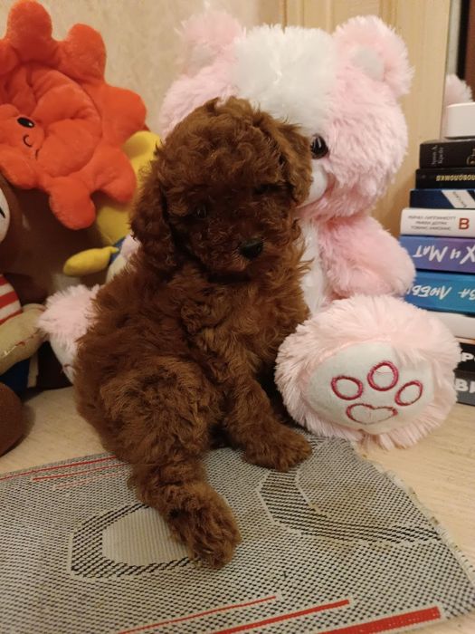 Щенки пуделя.клубные