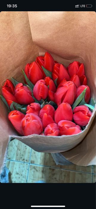 Тюльпаны 7 расцветки