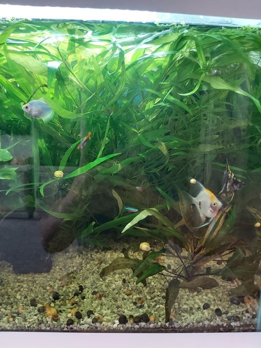 Живые водоросли для аквариумы ЛИМОННИК