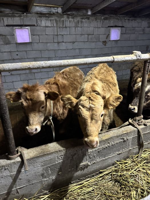 Подсосы продаются