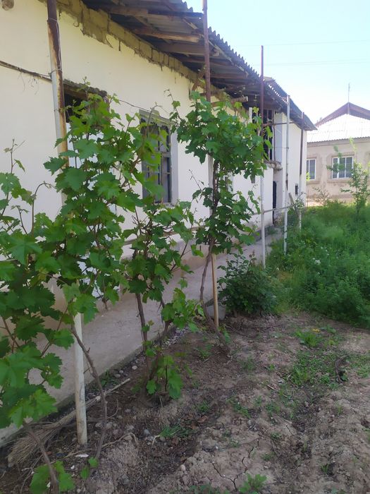 Уй сотилади 1 200 м2