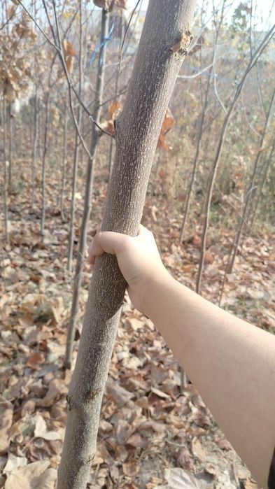 Тюльпанное дерево – лола дарахт сотилади